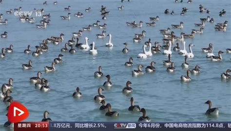 东方时空 我国加强保护修复候鸟迁飞通道 宁夏 加强湿地保护修复 守护候鸟栖息地 关注森林