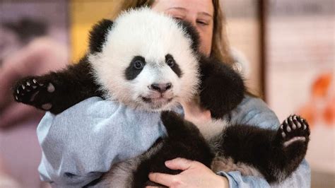 The Winner In Chinas Panda Diplomacy The Pandas Themselves