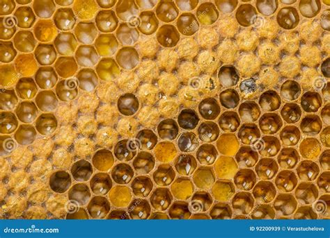 Bee Combs Stock Image Image Of Beehive Frame Apiary