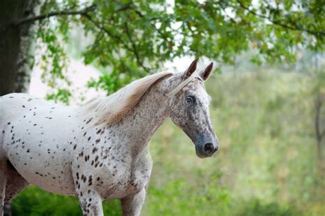 Portrait of Knabstrupper Breed Horse - White with Brown Spots on Stock Photo - Image of mare ...