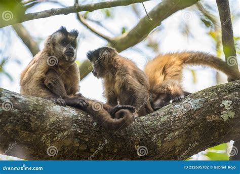 Brown Striped Tufted Capuchin Monkey Stock Photo Image Of Threatened