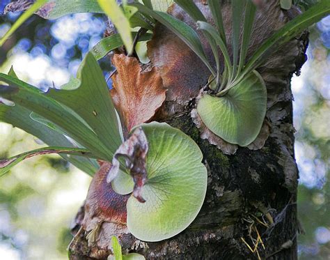 Staghorn Fern