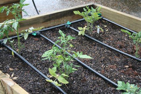 High Tunnel Irrigation And Fertigation Alabama Cooperative Extension System