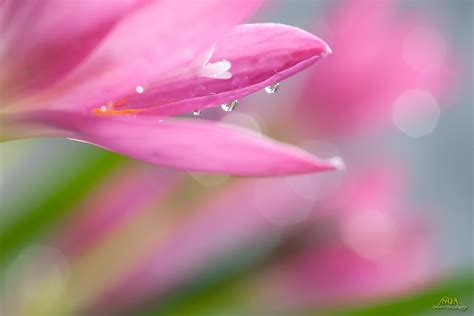 water, Drop, Macro, Nature, Macro, Zoom, Flowers, Gouttes, Pluie ...