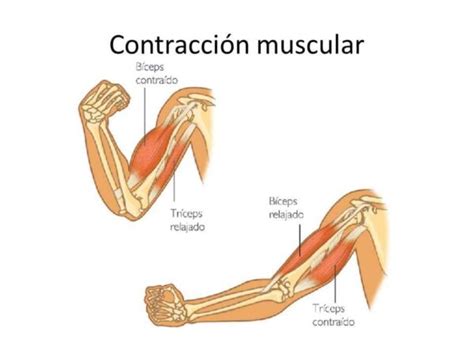 Cómo se produce una contracción muscular Fit Soul