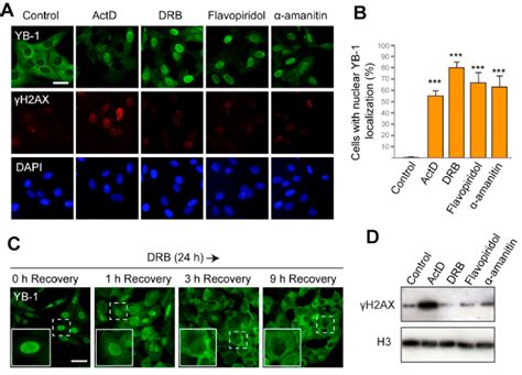 The Y Box Binding Protein Yb Accumulates In The Nucleus In