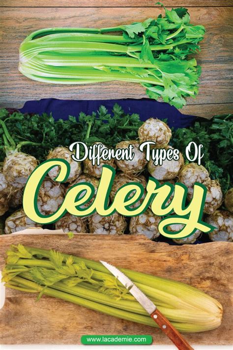 15 Celery Varieties: Detailed Guide to Explore in 2024