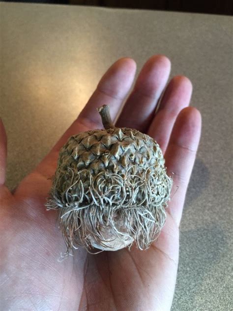 This Is The Biggest Acorn Ive Ever Seen Mildlyinteresting