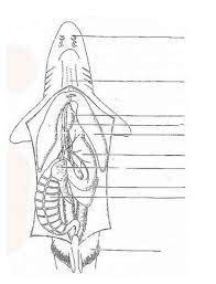 Dogfish internal anatomy Diagram | Quizlet