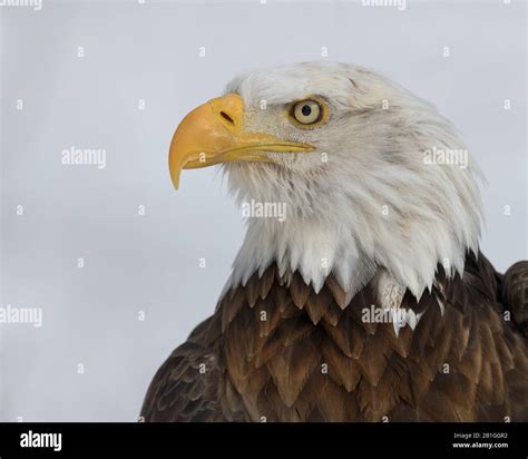 American bald eagle closeup portrait Stock Photo - Alamy