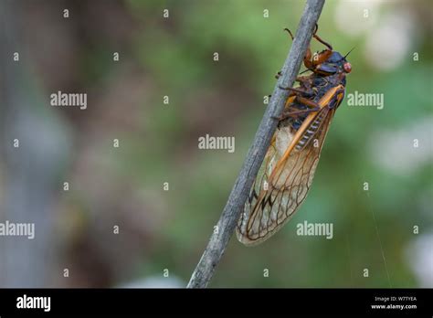 Massospora Cicadina Fotos E Imágenes De Stock Alamy