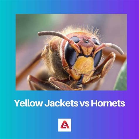 Yellow Jackets Vs Hornets Difference And Comparison