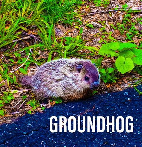 The Secret History Of Groundhog Day By Maria Rodale