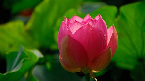 Lotus Flower Closeup Hd Wallpaper Rare Gallery