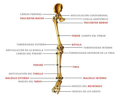 The Bones Of The Lower Limb And Upper Limb Are Labeled In Spanish With