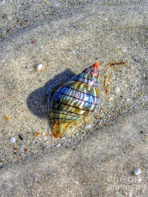 The Rainbow Shell Photograph by Michael Garyet