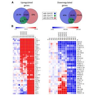 Gene Expression Changes In Gain Of Function Atfs 1 Mutants Exhibit