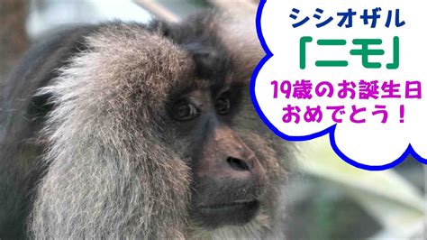 福岡市動物園シシオザルニモ19歳のお誕生日おめでとう YouTube