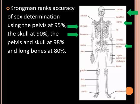 Sex Determination In Forensic Pptx