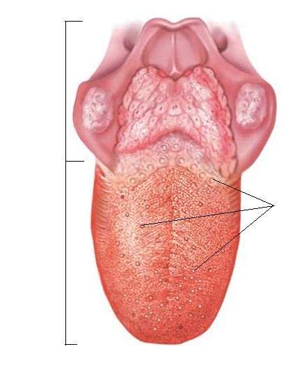 TONGUE Diagram Quizlet