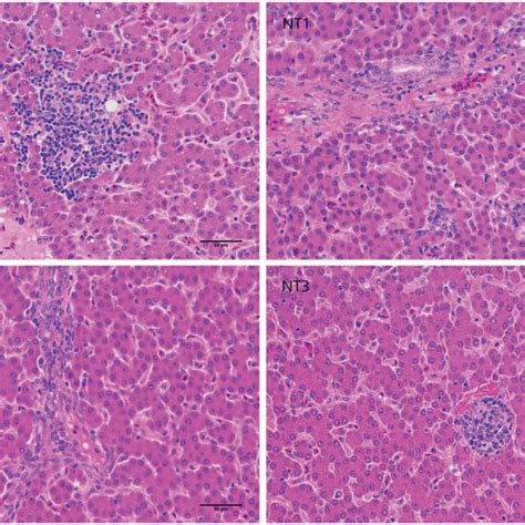 Effects Of Curcumin On The Liver Structure Of Laying Hens 37 Wk H E