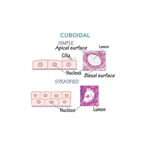 Histology Glossary Epithelial Tissue Types Ditki Medical