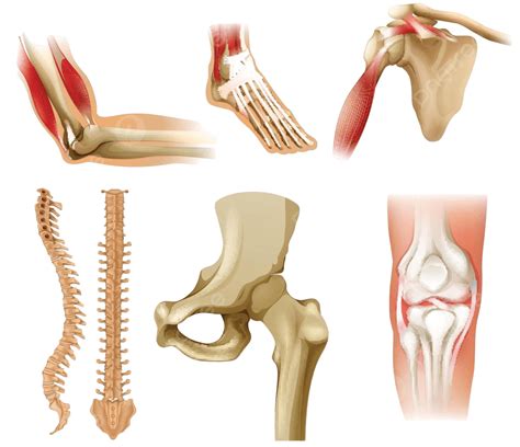 Different Human Bones Science Phalanges Isolated Vector, Science ...