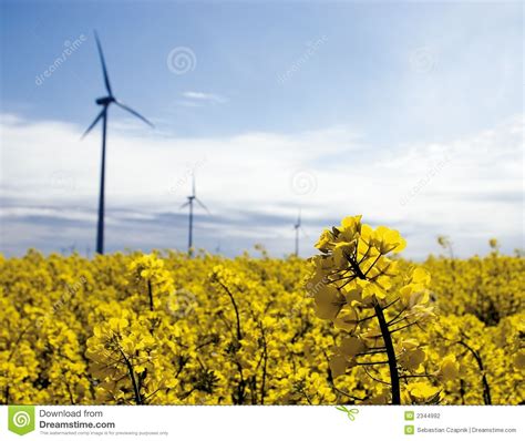 Turbinas De Vento Campo Amarelo Foto De Stock Imagem De Alternativa