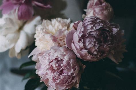 Peony Wallpaper