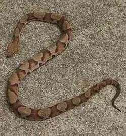 Copperhead - Snake Facts