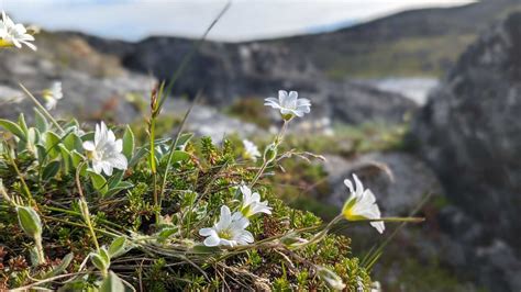 En Famille Le Groenland C Est Inuit Voyage Groenland Huwans