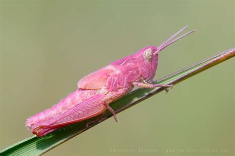 The Pink Grasshopper II by thrumyeye on DeviantArt