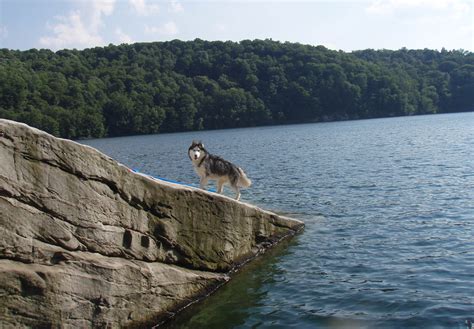 The 10 most dog-friendly national parks