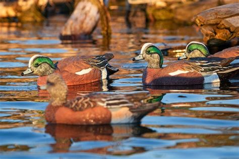 Duck Decoys - SX Decoys