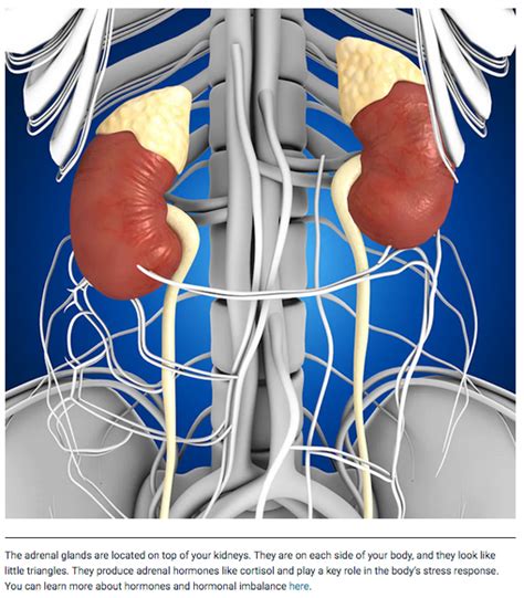 Seven Causes Of Adrenal Fatigue 2healthyhabits