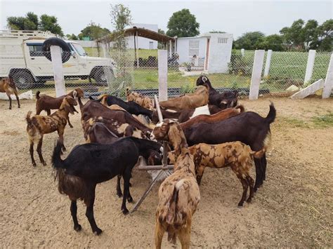 Men Sirohi Female Goat At ₹ 210kg In Nagaur Id 2852151760255