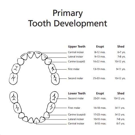 6+ Sample Baby Teeth Chart Templates | Sample Templates