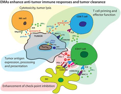 Frontiers Augmenting Antitumor Immune Responses With Epigenetic