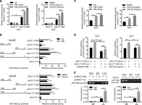 Hbx And Tgf Activate Mir A P Promoter Through Transcriptional