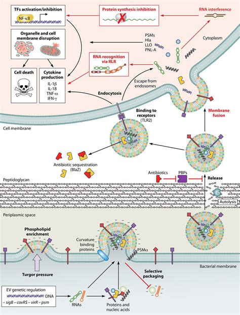 Biogenesis And Functions Of Gram Positive Evs Key Steps Are Shown In