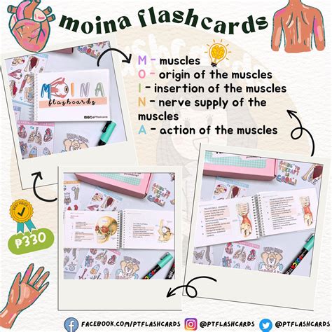 PT Flashcards On Twitter Learn Anatomy Of All The Muscles The Easiest