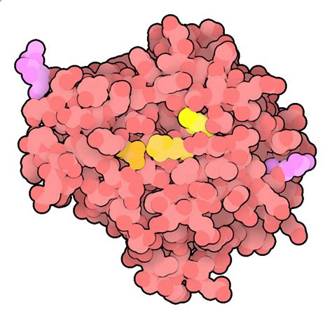 Pdb 101 Molecule Of The Month Legumain