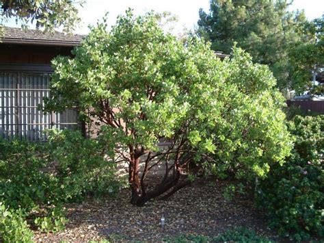 Tips To Succeeding With Manzanita In Portland Residential Landscapes