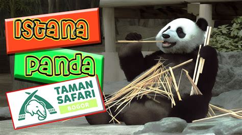 Info Terbaru Istana Panda Tips Taman Safari Bogor Tips Traveling