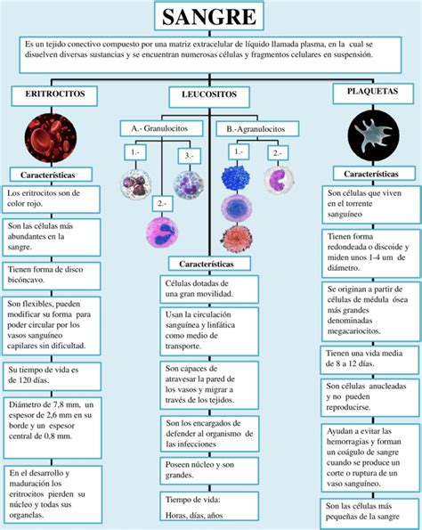 MAPA MENTAL DE LA SANGRE Esquemas y mapas conceptuales de Hematología