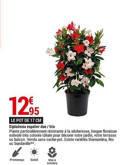 Promo Dipladenia Espalier Duo Trio Chez Gamm Vert Icatalogue Fr