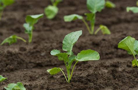 How To Plant Broccoli Seeds Indoors Storables