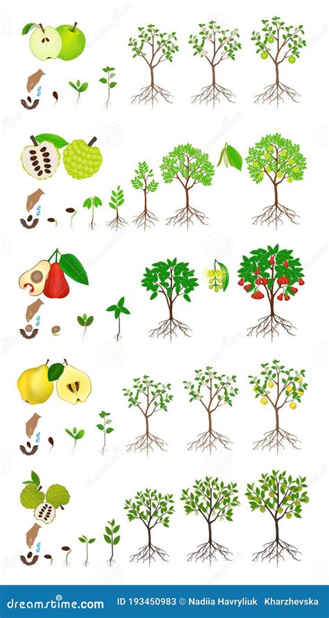 Apple Tree Growth Stages