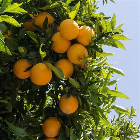 Citrus aurantium Vente Oranger bigaradier Orange amère