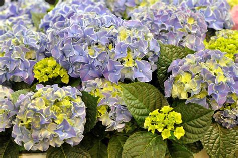 Гортензия садовая (крупнолистная) / Hydrangea macrophylla Tivoli Blue 2